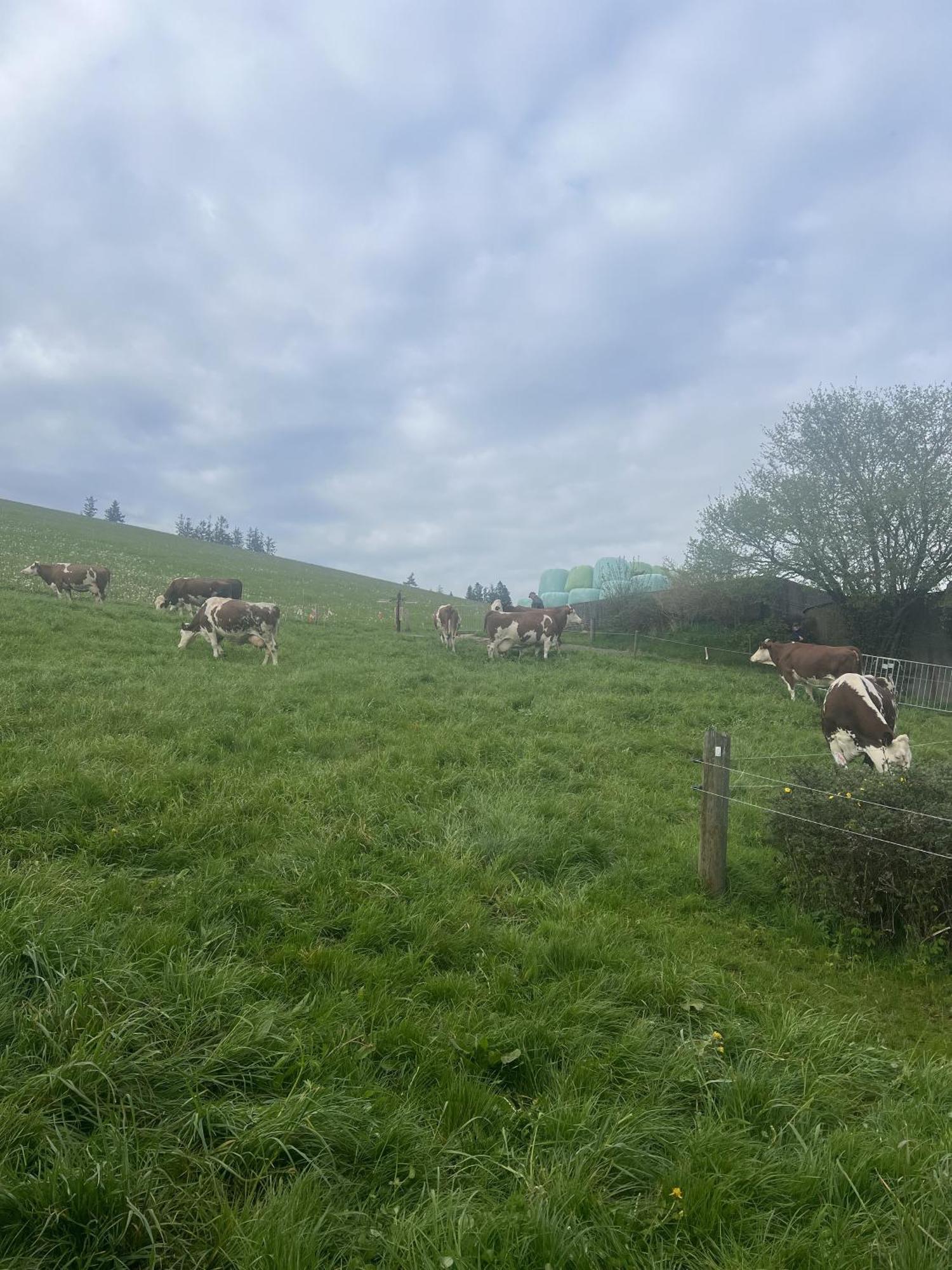 Kapellenhof Ferienwohnungen Triberg im Schwarzwald Eksteriør billede